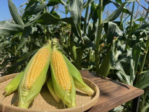 【6月下旬発送】まるで食べるコーンスープ！はらぺこ畑のご褒美【味来】18本入り