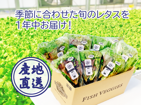 新鮮！採れたて！農薬・化学肥料不使用！レタスの定期便 8個セット