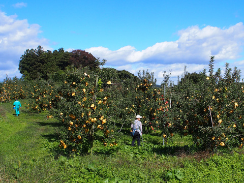 【糖度16度以上】最高級 りんご はるか 蔵王はるか 2kg 6玉 光センサー 糖度検査済み スイーテスト【冬ギフト】贈答用 お歳暮に