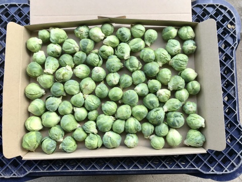 【鹿児島産】甘塩芽キャベツ箱込み500g^_^