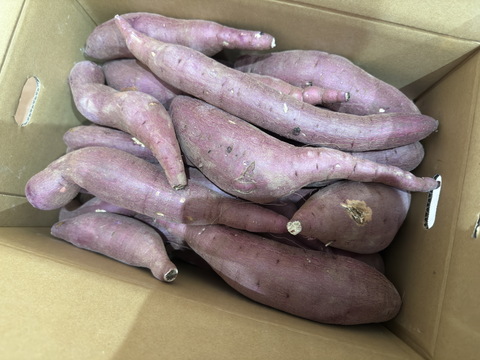 訳あり！熟成紅はるか　10kg  さつまいも