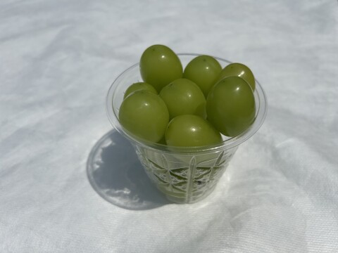 【ワケあり】旬を先取り！ハウス栽培シャインマスカット！（ご家庭用・250g×3Ｐ）