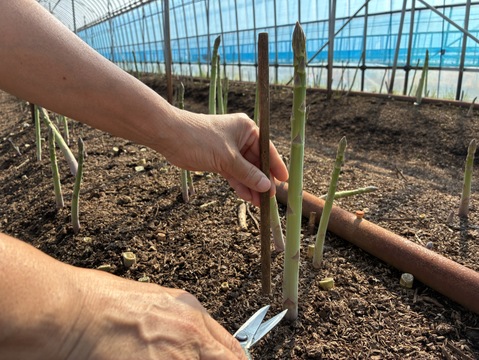 島根県出雲市産アスパラガスLサイズ1ｋｇ