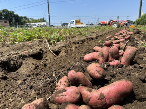 貴重品種❗️果肉がピンク色のじゃがいもノーサンルビー❗️夏休みの子供のおやつにもってこい😋Sサイズ3kg（約30〜40個入り）