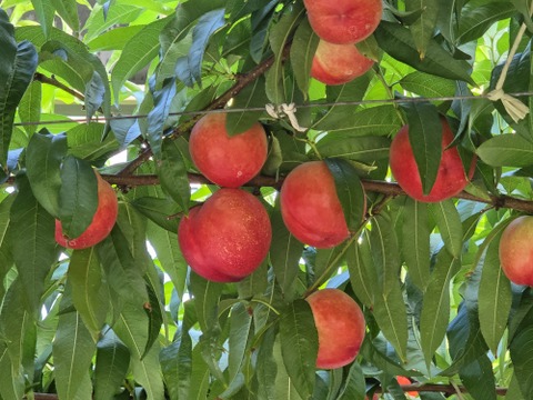 甘くてジューシー「サマークリスタル🍑」ネクタリン🍑
温室🍑無袋🍑棚栽培🍑