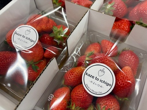 【不揃い･やよいひめ】宮城蔵王産 いちご 250ｇ×4ｐ