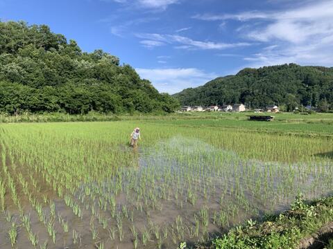 【期間限定】お正月に天日米の白餅1キロと玄米餅1キロ