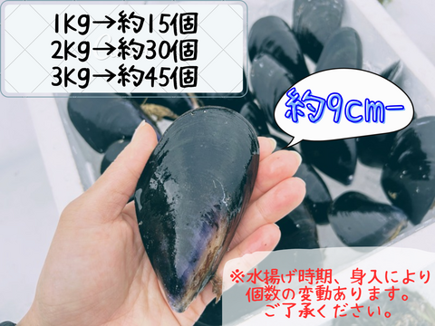 【天然✨陸奥湾産】活ムール貝【1Kg〜】