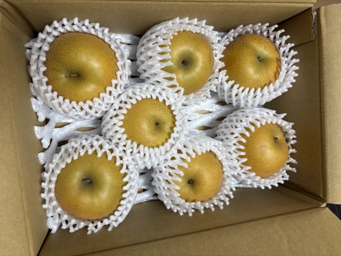 鳥取県産梨『新甘泉』2kg(4~6玉) 秀品