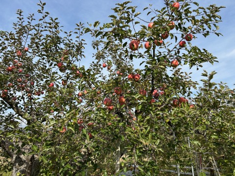 農家直送　家庭用サンふじりんご３kg（約９玉）