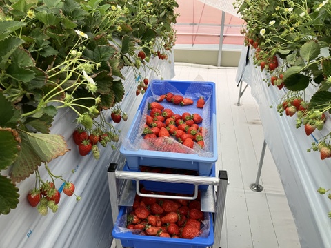 ジャムやシロップ作りに◎冷凍いちご『かおり野』（1kg×２袋）