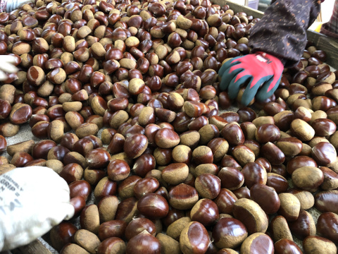 【福袋】【完熟熟成栗】超お得価格！熟成蔵出し特別セット『 Ｌ / 2L / 3L 』1㎏×3袋(計3kg)【限定６０個】