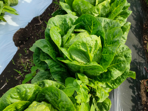 【農薬・化学肥料不使用☆】朝採れ新鮮野菜を信州の高原よりお届け！！旬の野菜セット７種（レギュラー）