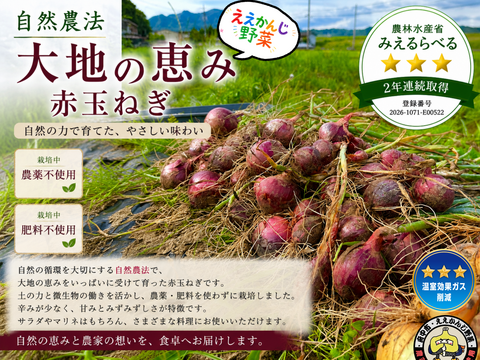 ⭐︎自然農法⭐︎赤玉ねぎ甲高ルージュ⭐︎農薬不使用⭐︎1kg