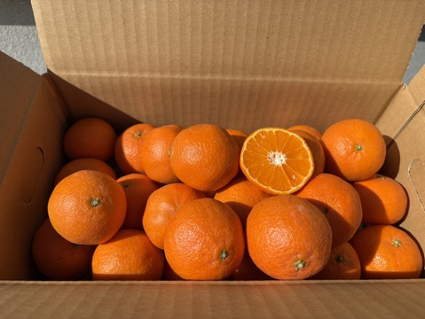 2027予約販売🎵佐賀県太良町産クレメンティン（箱込み2キロ）