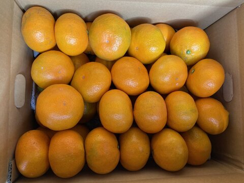 佐賀県産　高糖度登録園みかん！5ｋｇ