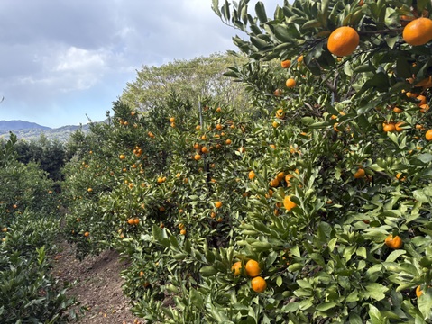 【国産】みかんジュース 720ml (x2本)【無添加・果汁100%】