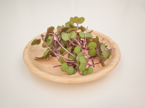 レッドキャベツ（赤キャベツ）土壌栽培のマイクログリーン マイクロリーフ 5g