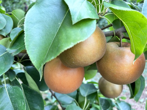 樹上完熟！山形県産和梨 幸水【3キロ】