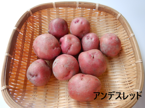 甘くておいしい『キタアカリ』、ホクホク食感の『アンデスレッド』、煮崩れしにくい『ニシユタカ』、なめらかな食感の『シンシア』が入った自然栽培のジャガイモ食べ比べセット各800g入りの3.2kg