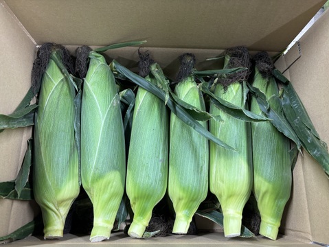 朝採り、当日発送！🌞甘みたっぷりスイートコーン！🌽12本入り【令和7年6月発送・予約限定】