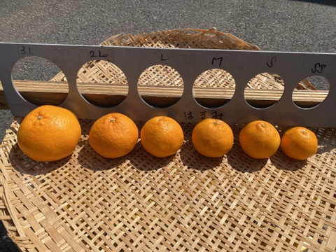 春だよ♪『はるみ』5kg（お得な家庭用）