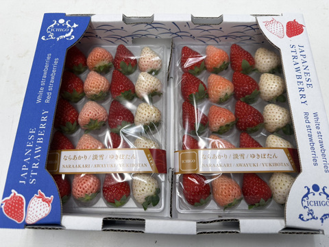 3色いちご・特選セット　240g×２P