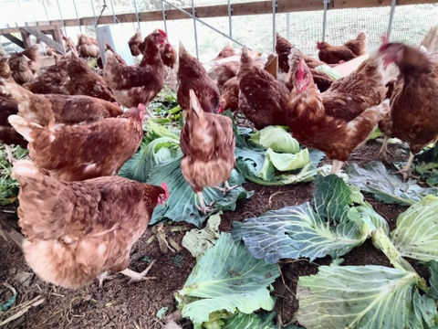 臭みが無い！【濃厚なのにさっぱり】レモン色の平飼い卵30ケ（常温便）