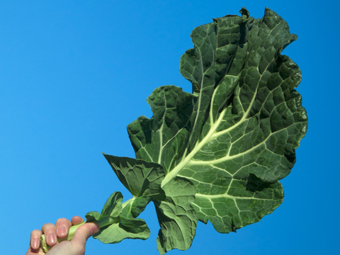 【機能性表示食品セット】高めの血圧が気になる方へ。ぼやけ、かすみが気になる方へ。旬搾り青汁GABAケール、ソフトケールGABA、カーボロネロルテイン「健康に気をつけて元気でいてね！」【母の日ギフト！】