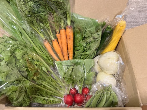 ＼シャキうま！／南房総の旬野菜セット！セレクトおまかせ【8品目】