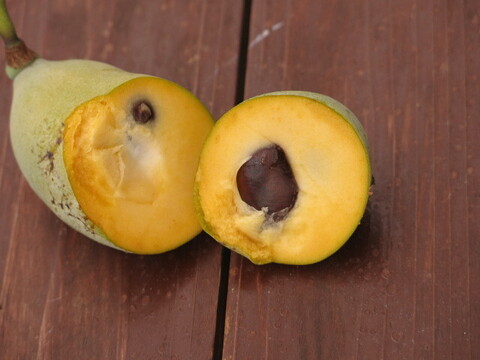 幻のポポー 約900g(8〜10個)：山形県産のその他果物｜食べ