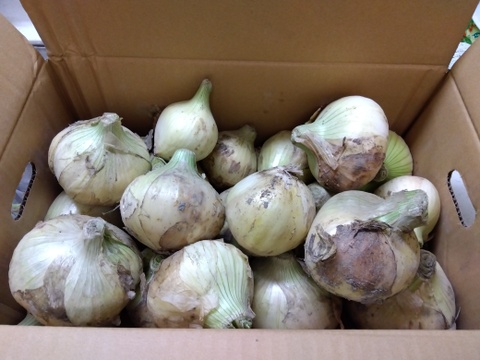 【訳あり】淡路島玉ねぎ！5キロ　1番人気