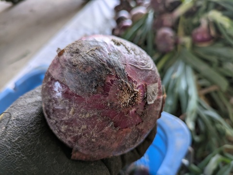 【訳あり】鮮やかな赤玉ねぎ レッドスター玉葱　福岡産　4kg　大玉のみ