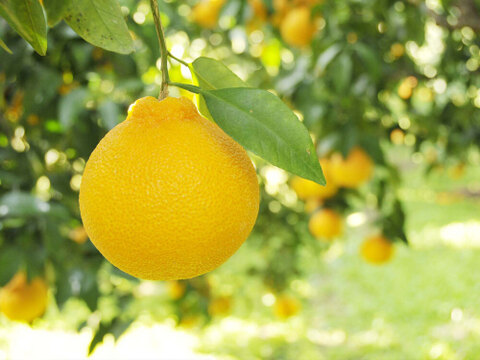 【ご予約受付中】不知火(デコみかん)【家庭用(訳あり)】2.5kg 322-2h