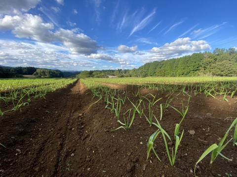 クラフトにんにく｜3㎏｜📍大分県臼杵市