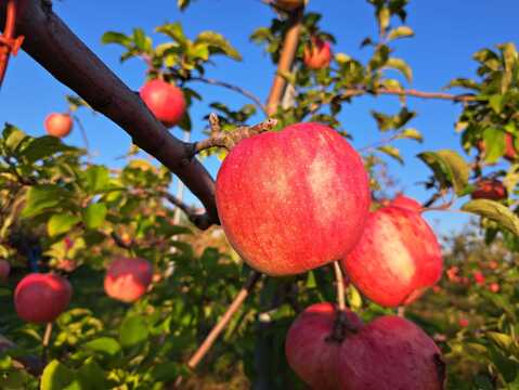 【予約・1月上旬出荷】美紅（みく）ほのかな甘みが食べやすい 家庭用 4.5kg（12～24個）