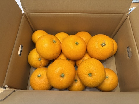 あなたの常識が変わる！プリプリジューシーなさつき八朔🍊（樹上超熟八朔） 【訳あり】4kg