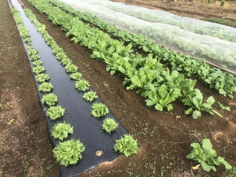 料理人の方々からも好評いただいています！/8から9種類の野菜/プレゼントにも！【農薬・化学肥料不使用】