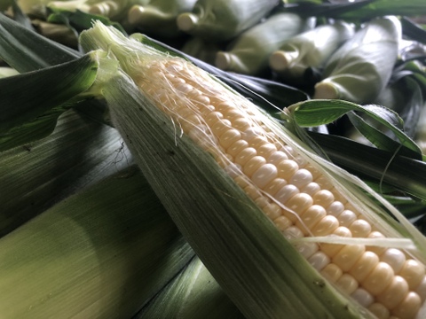 留守農場の朝穫れスーパースイートとうもろこし🌽バイカラー　感動の甘さをお届け　(Lサイズ６本)