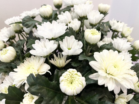 白菊とスプレーマムのお供えアレンジメント