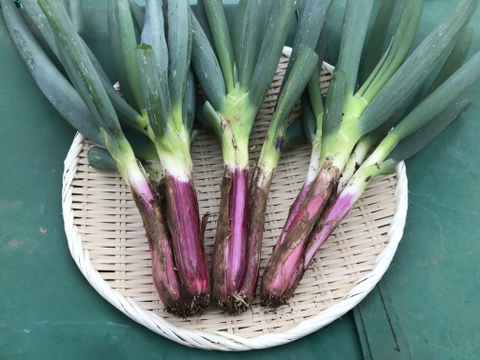 柔らか甘い 赤ネギ 5kg箱 茨城県産 食べチョク 農家 漁師の産直ネット通販 旬の食材を生産者直送