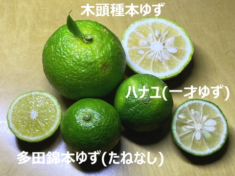 期間限定 シーズン初物 たねなし本ゆず多田錦 1 8kg 群馬県産の果物 食べチョク 産地直送 産直 お取り寄せ通販 農家 漁師から旬の食材を直送