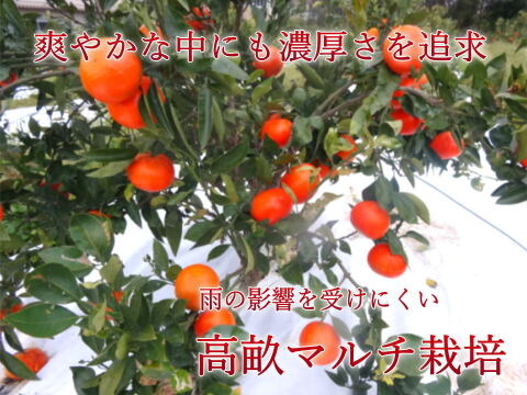 【みんなで食べ比べ】甘～い３種のみかんが同時に楽しめる！家族でワイワイ楽しい食べ比べ！定番の完熟みかんから希少品種も入った「こだわりのおみかん玉手箱」ご家庭用お試し品５kｇ入【商品番号1001-5k】