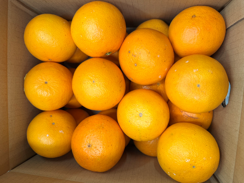 甘くて爽やかな希少柑橘🍊春峰【良品・サイズ混合・3kg箱】