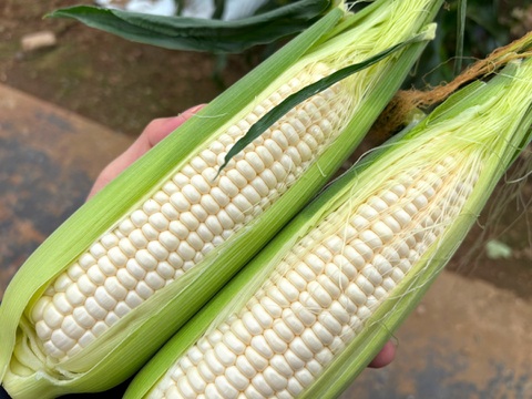 【お試し】朝採れ甘〜い白いとうもろこし（雪の妖精）3〜5本　【朝どれ】