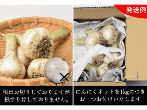 期間限定 採れたて新鮮！幻の「生にんにく」Mサイズ 訳あり 1kg