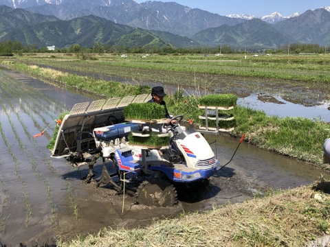 新米コシヒカリ30キロ　北アルプス　安曇野産【冬ギフト】