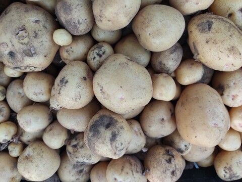 🥔【新ジャガ】ホクホク甘い！採れたてキタアカリSサイズ約3kg｜ポテトサラダやじゃがバターに｜農薬・化成肥料不使用🥔