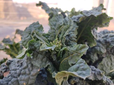 ✨【激レア】【今だけ限定】イタリアの黒い宝石“ベビーネロ”約200g｜農薬・化成肥料不使用✨