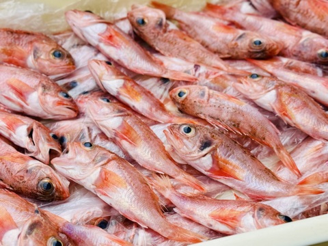 駿河湾の小さな夢カサゴ 約1kg（20尾前後）〜下処理済〜